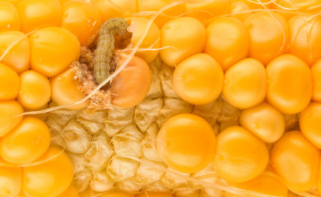 insectos-cereales